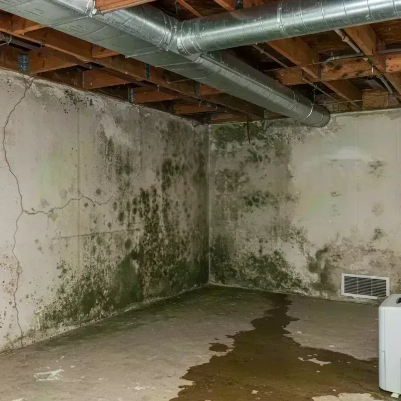 Professional Mold Removal in Gridley, IL